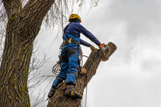 Reliable Richgrove, CA Tree Services Solutions